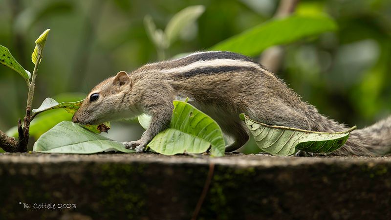 Indische palmeekhoorn - Indian palm squirrel - Funambulus palmarus