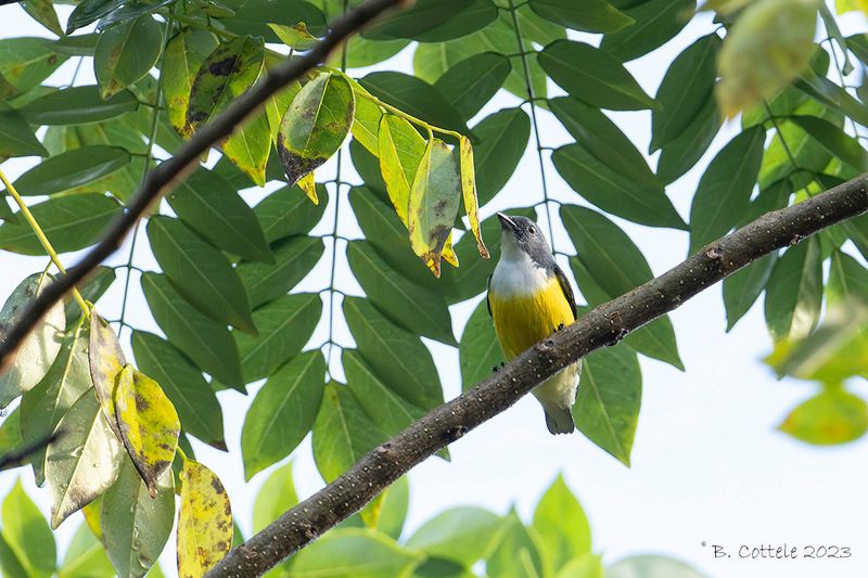 Ceylonese honingvogel - Legge's flowerpecker - Dicaeum vincens