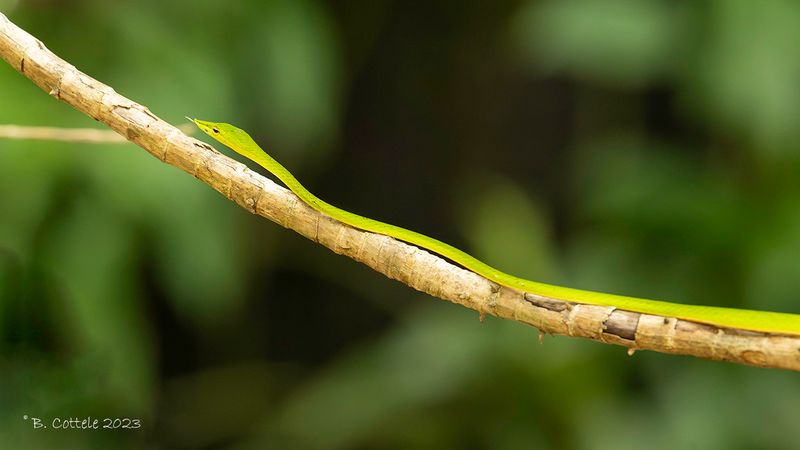 Sri Lankan green vine snake - Ahaetulla nasuta