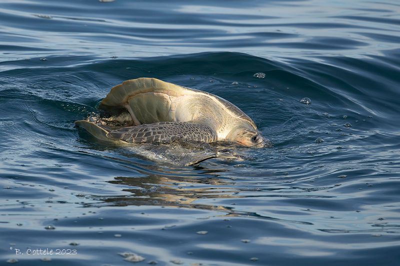 Olive ridley sea turtle - Lepidochelys olivacea