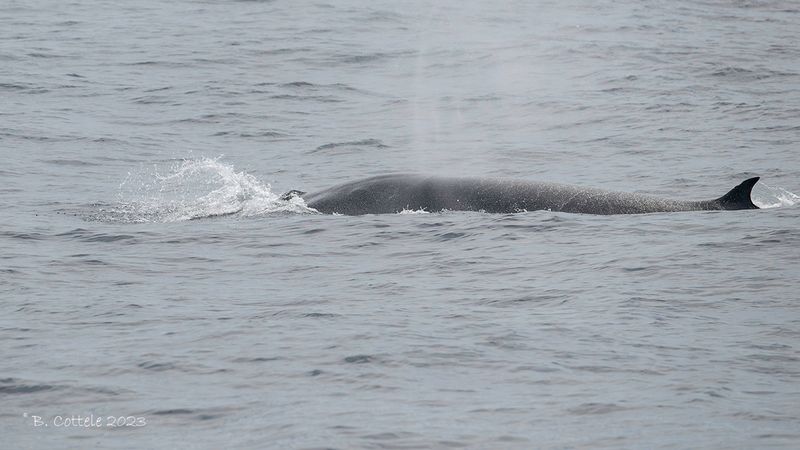 Edens vinvis - Bryde's whale - Balaenoptera edeni