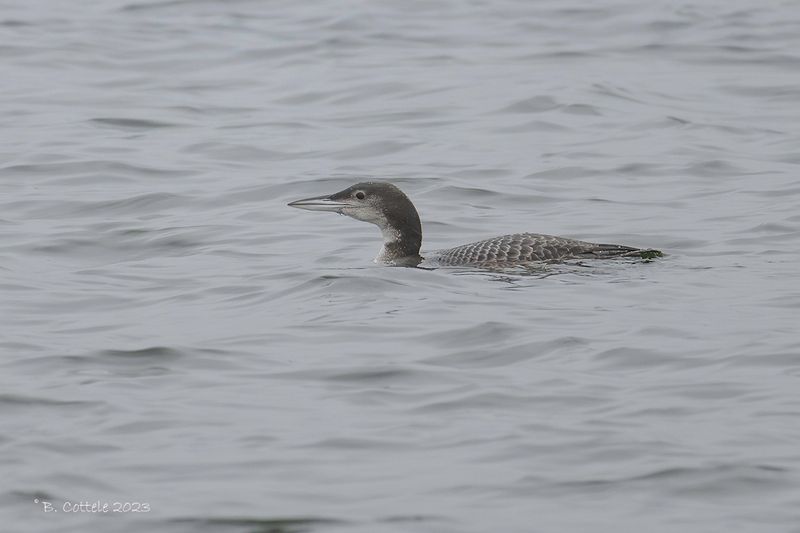 IJsduiker - Great northern diver - Gavia immer
