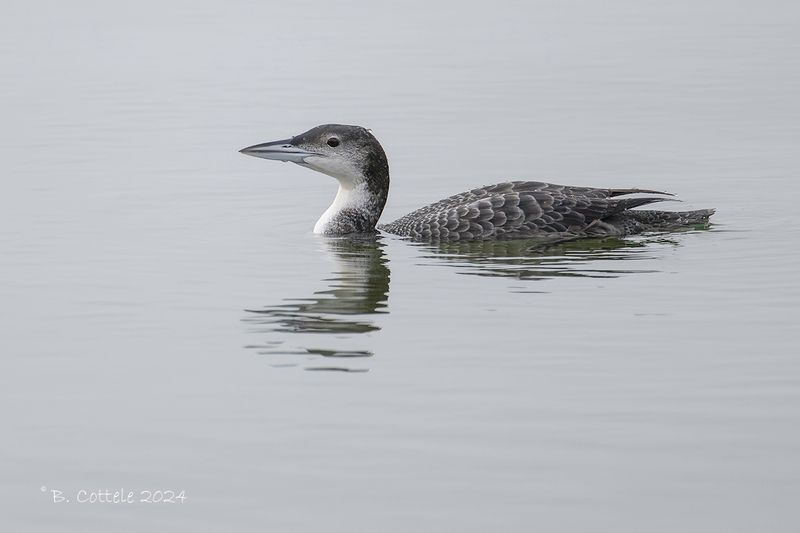 IJsduiker - Great northern diver - Gavia immer