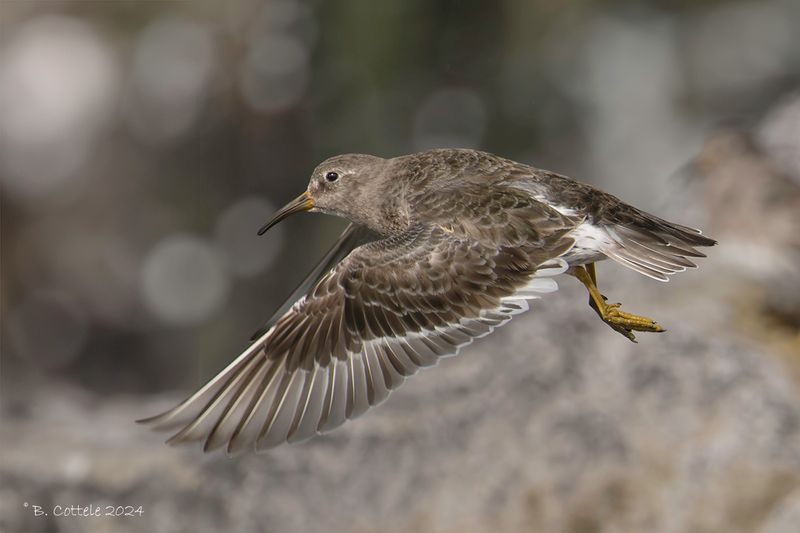 Paarse strandloper - Purple sandpiper - Calidris maritima