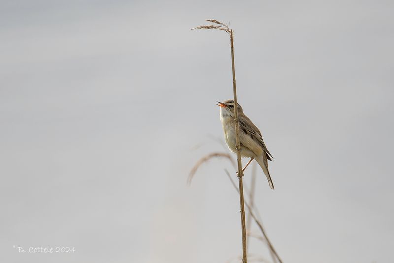 Rietzanger - Sedge warbler - Acrocephalus schoenobaenus