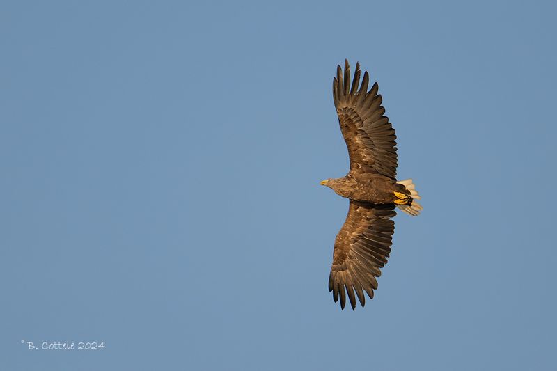 Zeearend - White-tailed eagle - Haliaeetus albicilla