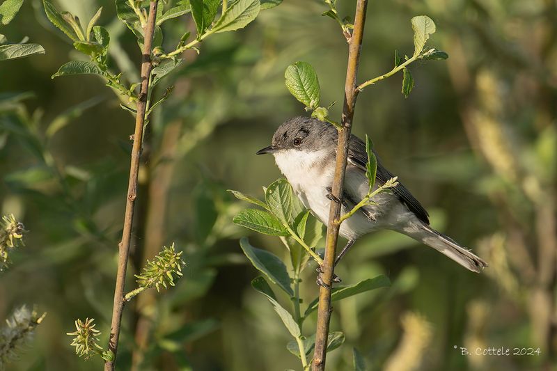 Braamsluiper - Lesser whitethroat - Curruca curruca