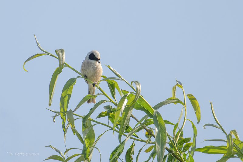 Buidelmees - Eurasian penduline tit - Remiz pendulinus