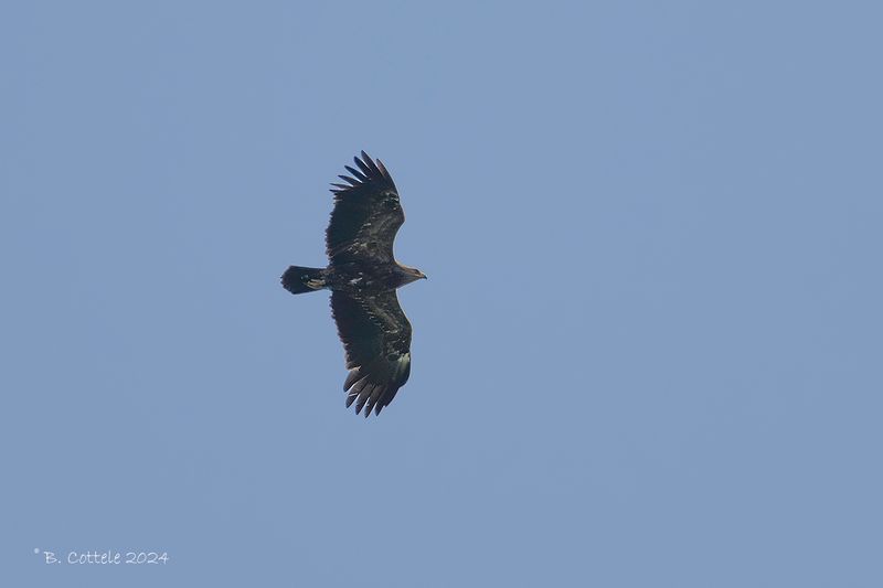Schreeuwarend - Lesser spotted eagle - Clanga pomarina