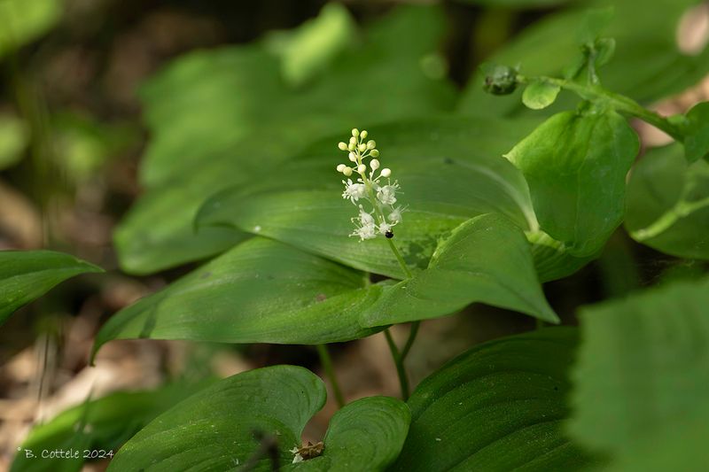 Dalkruid - False lily of the valley - Maianthemum bifolium