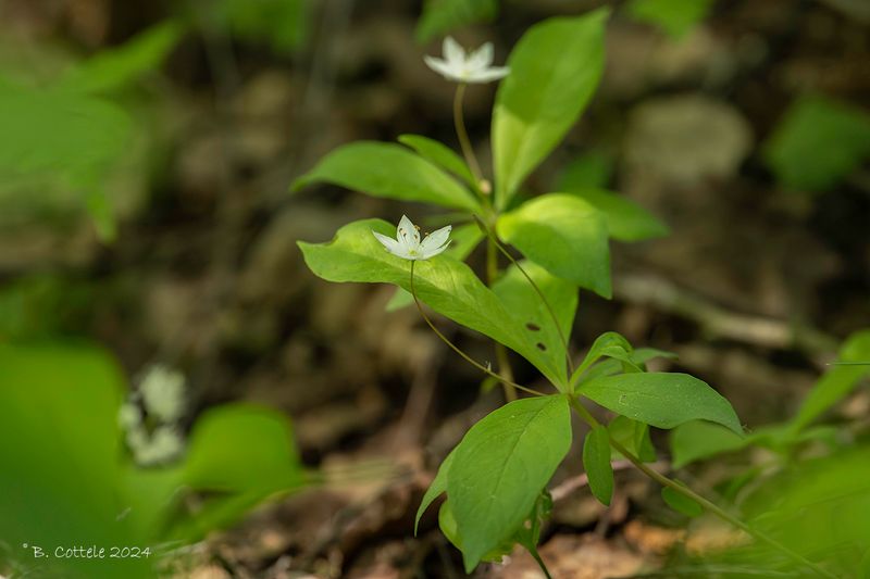 Zevenster - Chickweed-wintergreen - Trientalis europaea