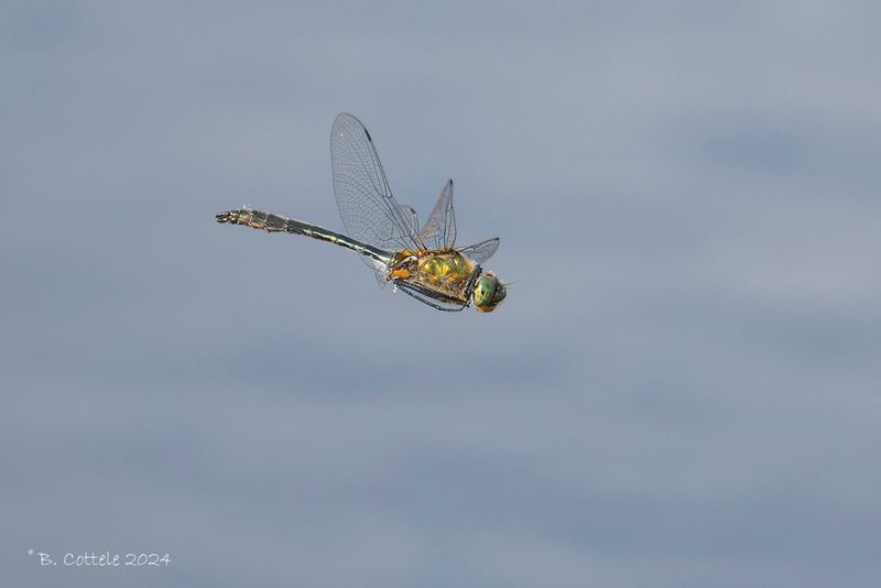Smaragdlibel - Downy emerald - Cordulia aenea