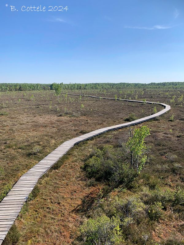 Veengebied - Peat area