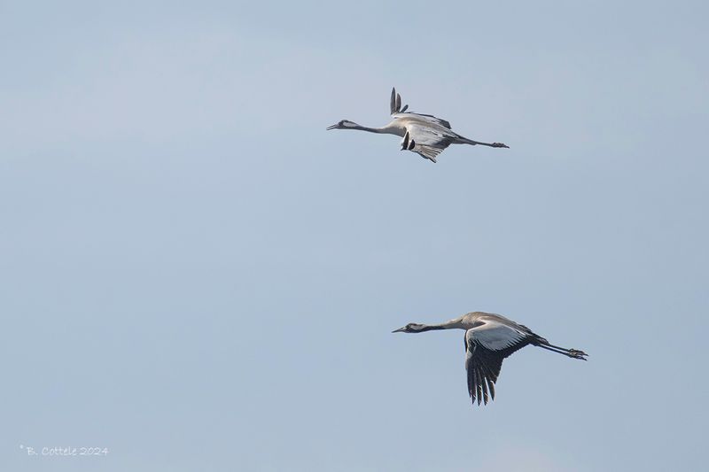 Kraanvogel - Common crane - Grus grus