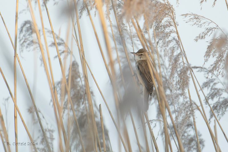 Grote karekiet - Great reed warbler - Acrocephalus arundinaceus
