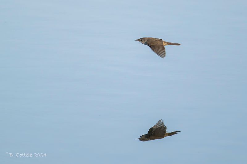 Grote karekiet - Great reed warbler - Acrocephalus arundinaceus
