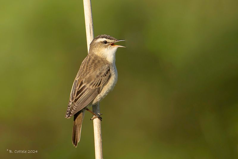Rietzanger - Sedge warbler - Acrocephalus schoenobaenus