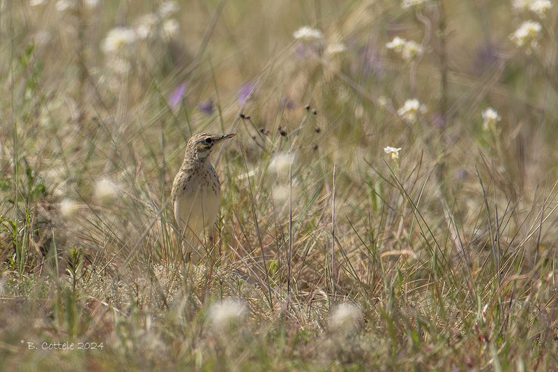 Duinpieper - Tawny pipit - Anthus campestris