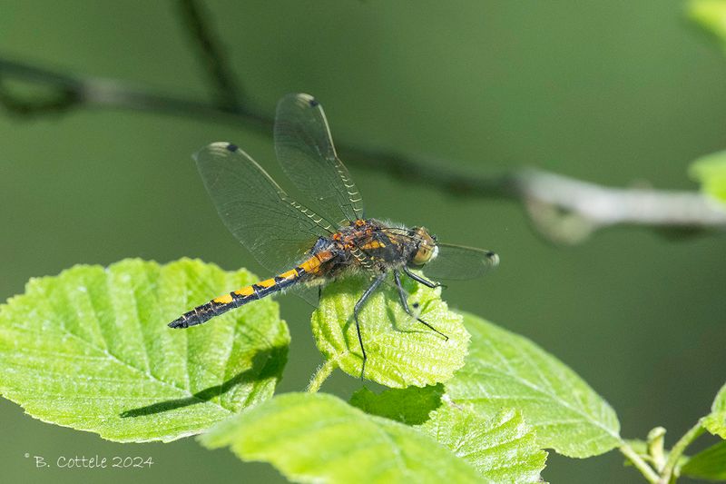 Gevlekte witsnuitlibel - Large white-faced darter - Leucorrhinia pectoralis