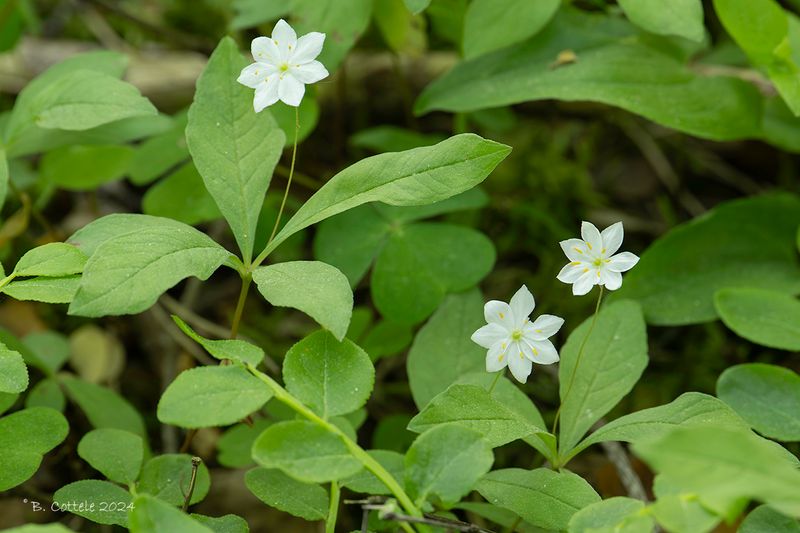 Zevenster - Chickweed-wintergreen - Trientalis europaea