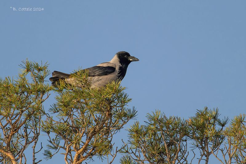 Bonte kraai - Hooded crow - Corvus cornix