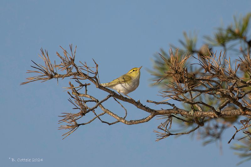 Fluiter - Wood warbler - Phylloscopus sibilatrix