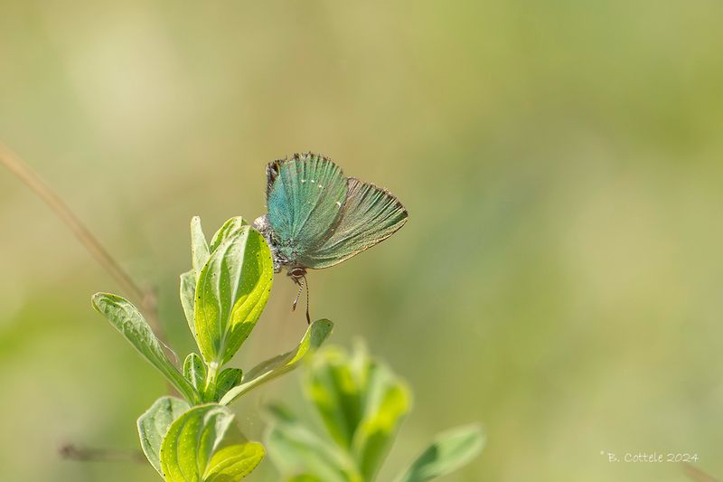Groentje - Green hairstreak - Callophhrys rubi
