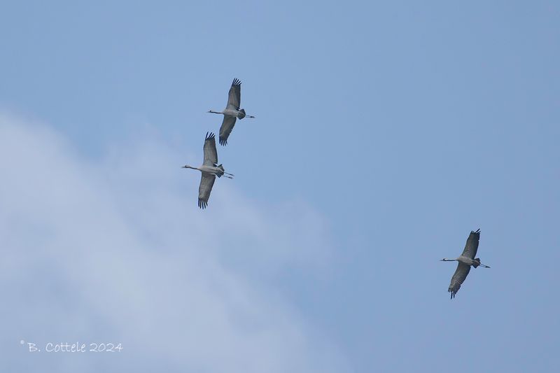 Kraanvogel - Common crane - Grus grus