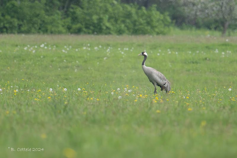 Kraanvogel - Common crane - Grus grus