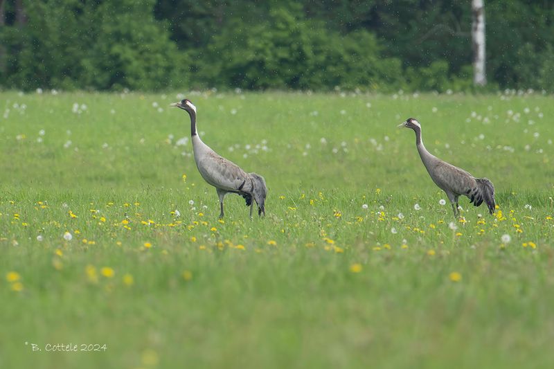 Kraanvogel - Common crane - Grus grus