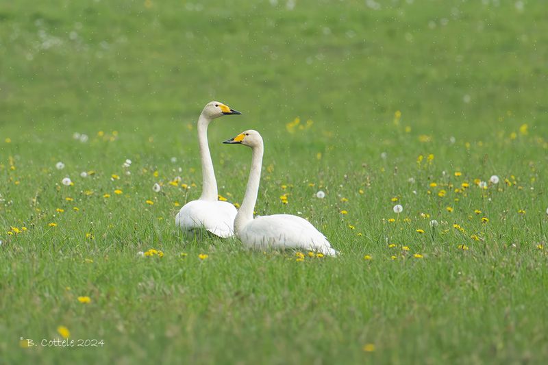 Wilde zwaan - Whooper swan - Cygnus cygnus