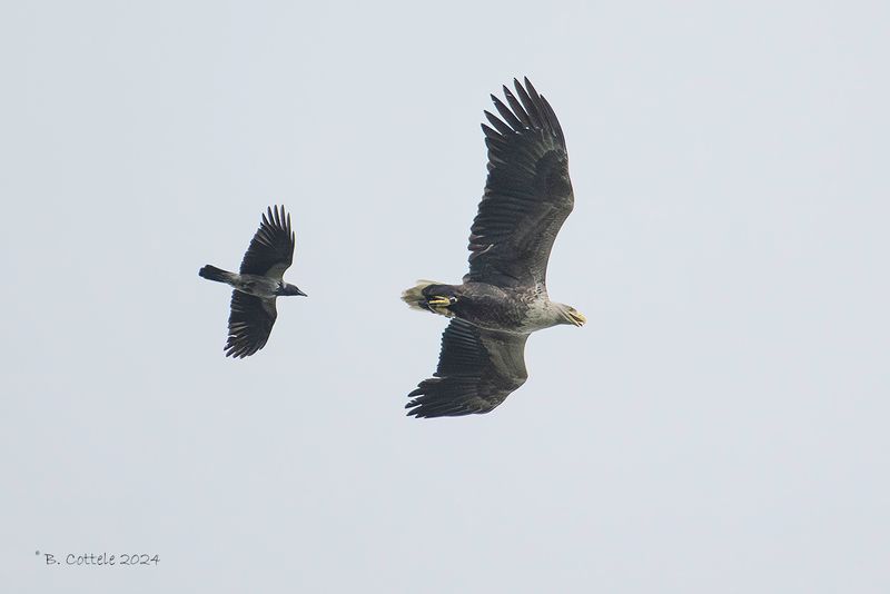 Zeearend - White-tailed eagle - Haliaeetus albicilla