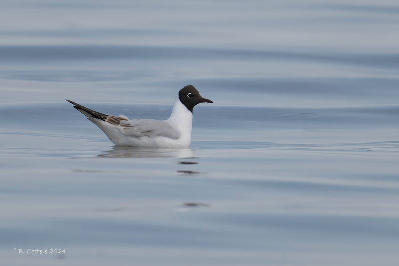 Kokmeeuw - Black-headed gull - Chroicocephalus ridibundus
