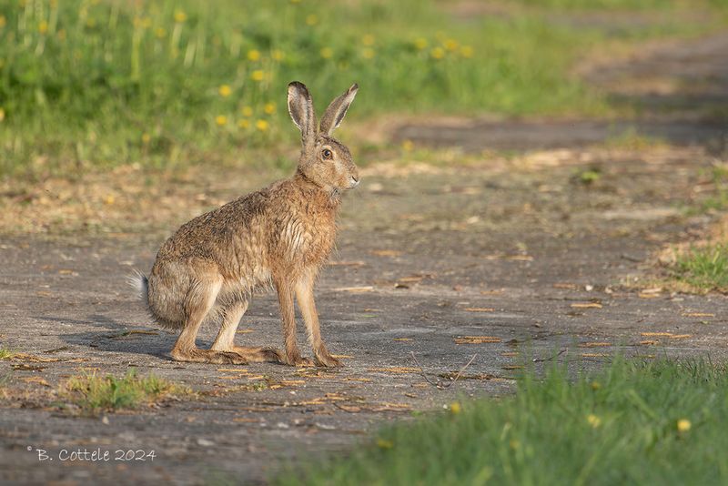 Haas - European hare - Lepus europaeus 