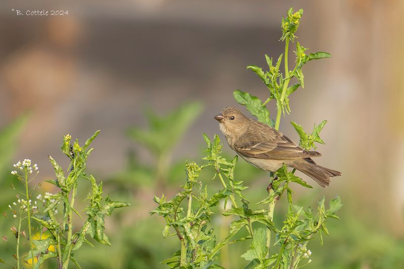 Roodmus - Common rosefinch - Carpodacus erythrinus