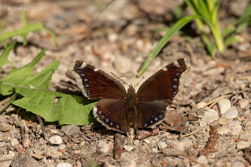 Rouwmantel - Camberwell beauty - Nymphalis antiopa