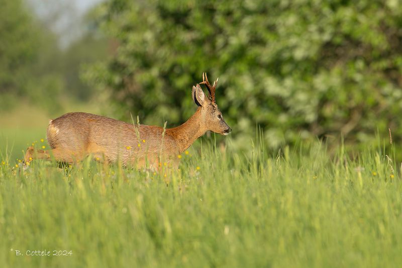 Ree - Roe deer - Capreolus capreolus