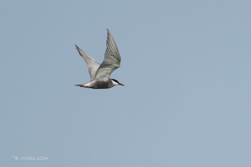 Witwangstern - Whiskered tern - Chlidonias hybrida