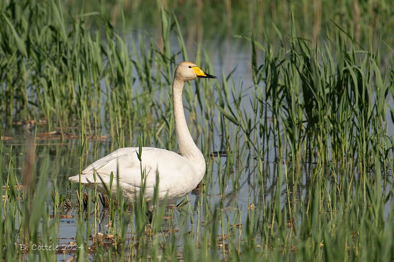 Wilde zwaan - Whooper swan - Cygnus cygnus
