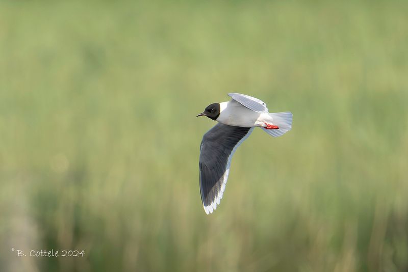 Dwergmeeuw - Little gull - Hydrocoloeus minutus