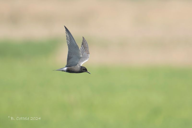 Zwarte stern - Black tern - Chlidonias niger
