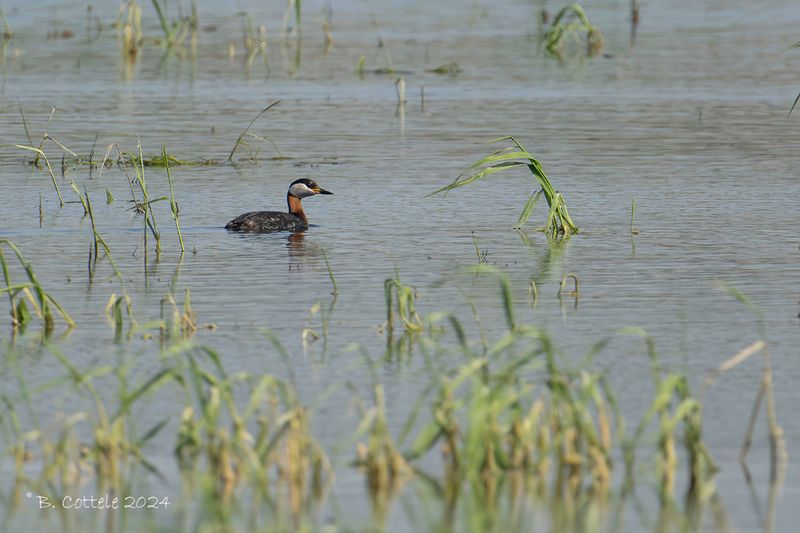 Roodhalsfuut - Red-necked grebe - Podiceps grisegena