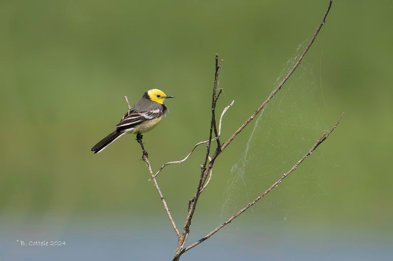 Citroenkwikstaart - Citrine wagtail - Motacilla citreola