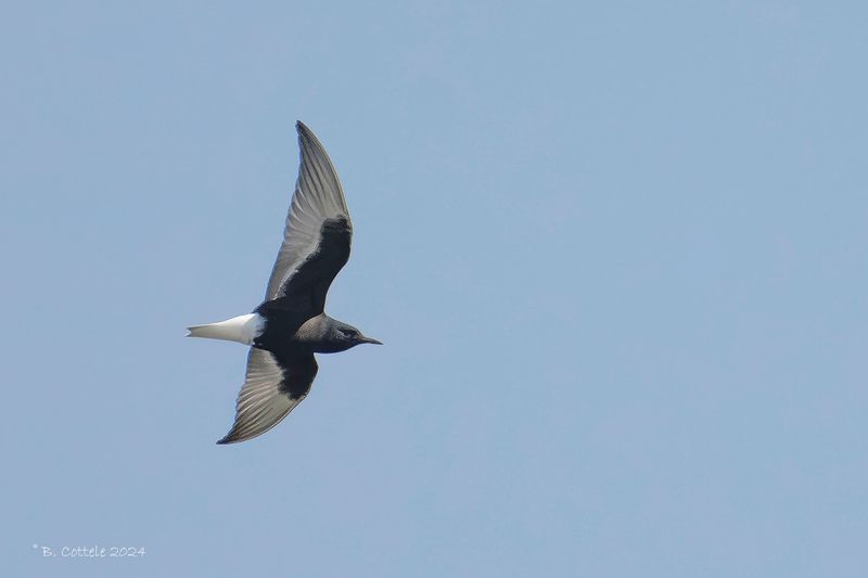 Witvleugelstern - White-winged black tern - Chlidonias leucopterus
