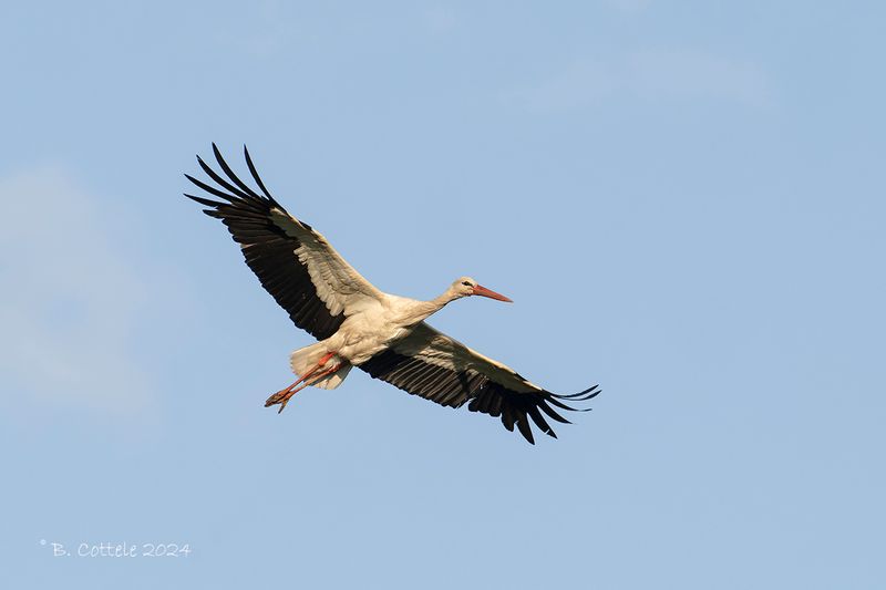 Ooievaar - White stork - Ciconia ciconia