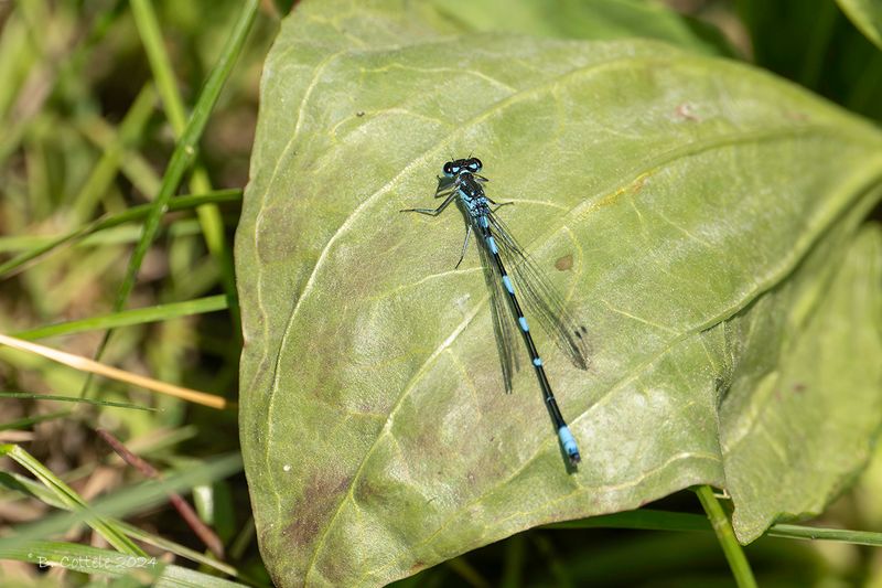 Variabele waterjuffer - Variable damselfly - Coenagrion pulchellum