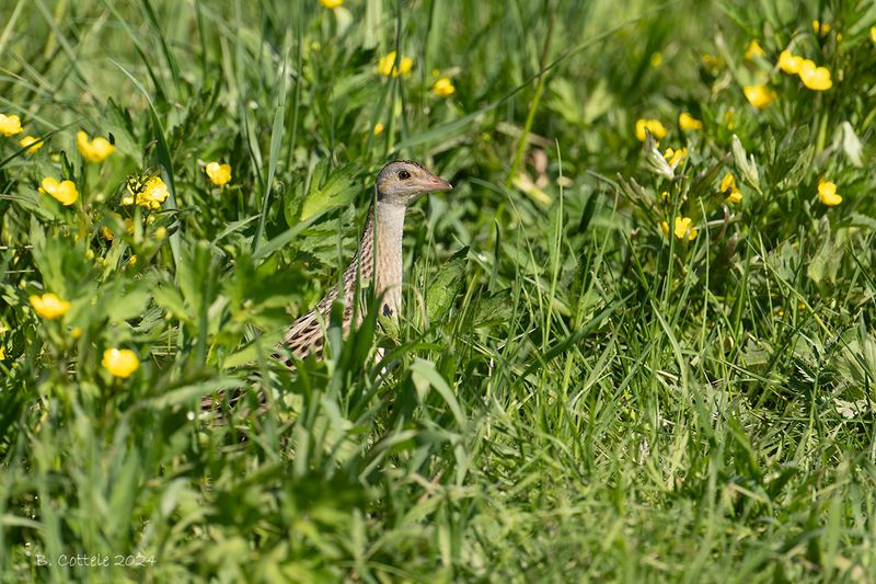 Kwartelkoning - Corn crake - Crex crex