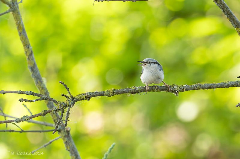 Boomklever - Eurasian nuthatch - Sitta europaea