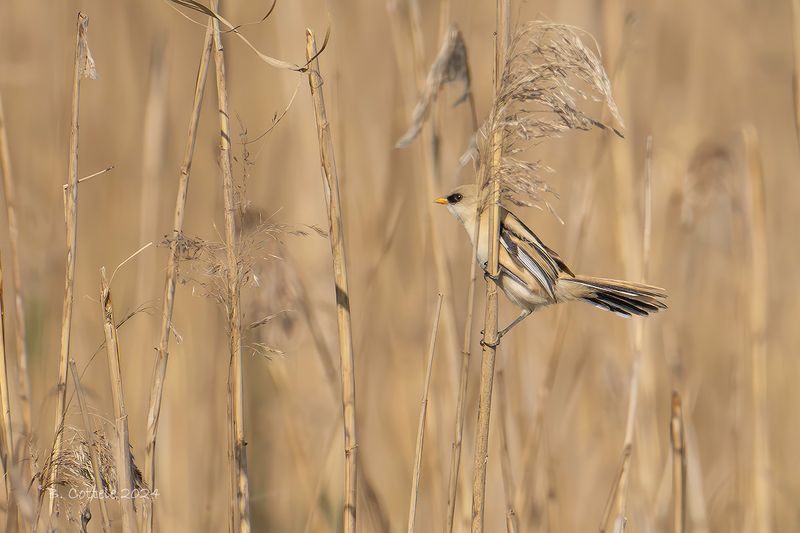 Baardmannetje - Bearded reedling - Panurus biarmicus