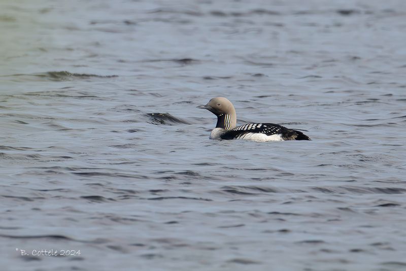 Parelduiker - Black-throated diver - Gavia arctica